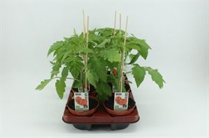 Bild von Tomaat. Ronde tomaat (12cm pot) Bio